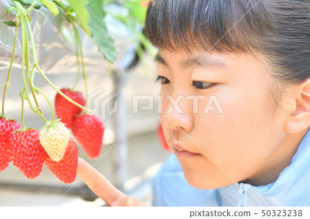 享受草莓狩獵的女孩 享受草莓狩獵的女孩 50323238