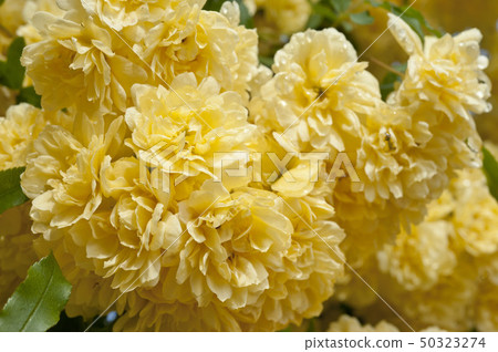 Koukai, after the rain Banksia Rose after rain Koukai, after the rain Banksia Rose after rain 50323274