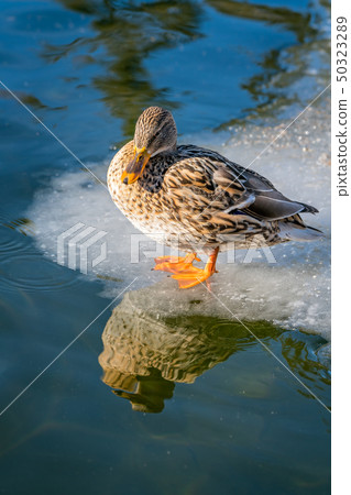 Mallard duck standing on ice Mallard duck standing on ice 50323289