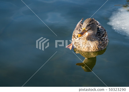 Mallard duck swimming in a cold water Mallard duck swimming in a cold water 50323290