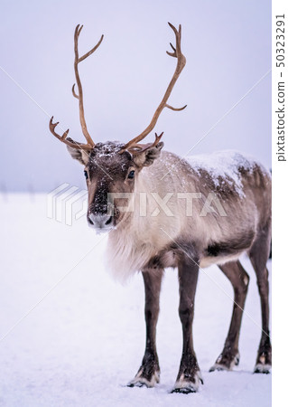 Portrait of a reindeer with massive antlers Portrait of a reindeer with massive antlers 50323291