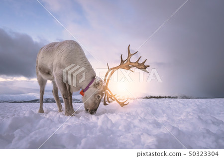 Reindeer digging in snow in search of food 50323304