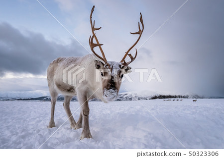 Portrait of a reindeer with massive antlers 50323306