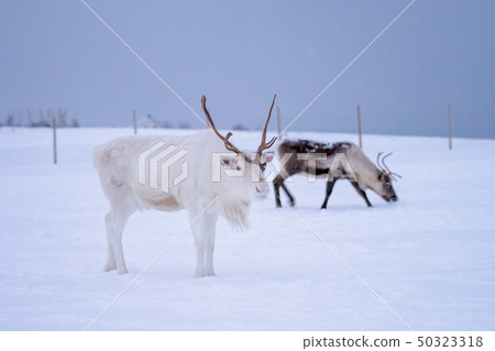 Albino reindeer with massive antlers 50323318