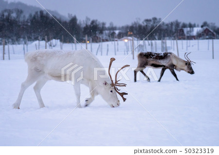 Albino reindeer with massive antlers Albino reindeer with massive antlers 50323319