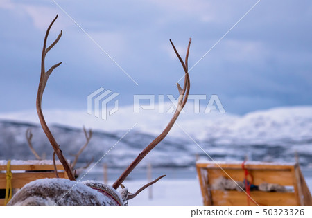Massive reindeer antlers in front of sleighs 50323326