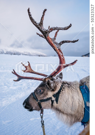 Portrait of a reindeer with massive antlers 50323327