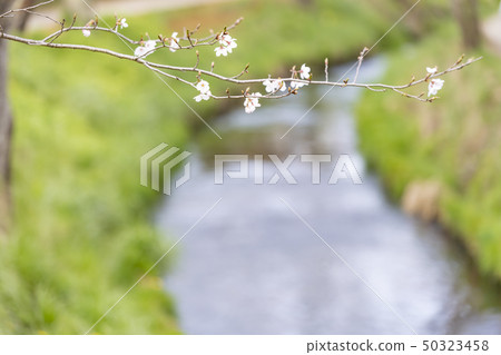 Cherry blossoms of Oshino Hakkai 50323458