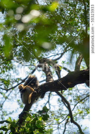 Dusky Langur Monkey baby with mother on the tree Dusky Langur Monkey baby with mother on the tree 50323933