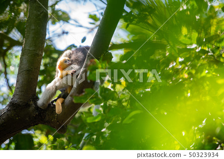 Dusky Langur Monkey baby with mother on the tree Dusky Langur Monkey baby with mother on the tree 50323934
