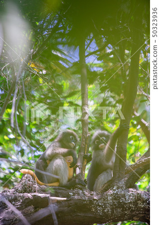 Dusky Langur Monkey sitting on the tree branch in Dusky Langur Monkey sitting on the tree branch in 50323936