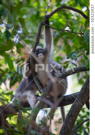 Dusky Langur Monkey sitting on the tree branch in 50323937