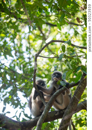 Dusky Langur Monkey sitting on the tree branch in Dusky Langur Monkey sitting on the tree branch in 50323939