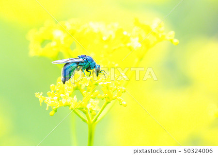 Oseibo和Ominaesi花 Oseibo和Ominaesi花 50324006