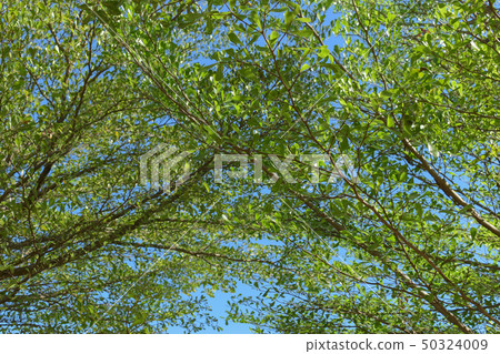 green leaf branchs of big tree in nature green leaf branchs of big tree in nature 50324009