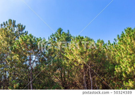 Beautiful larch forest summer with different 50324389