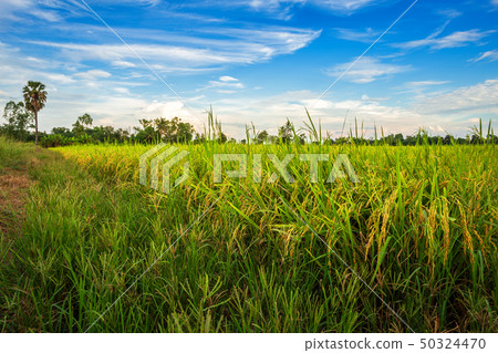 Beautiful green cornfield with sunset sky 50324470