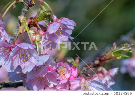Cherry blossoms after the rain 50324599
