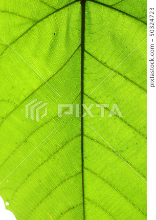 green cell structure texture of nature leaf 50324723