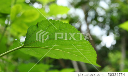 green leaf nature texture 50324754