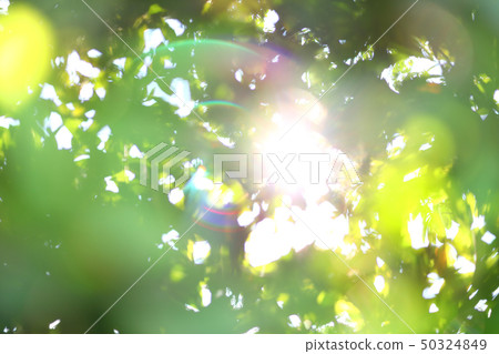 abstract blur sun light summer in the morning 50324849