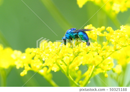 Oseibo和Ominaesi花 50325188