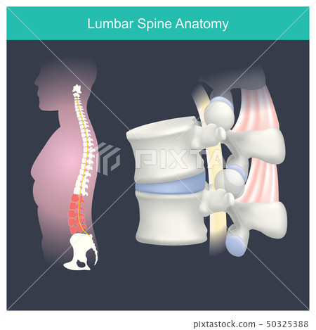Lumbar Spine Anatomy. 50325388