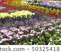 Spring flower bed 50325418