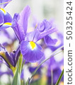 Dutch iris 50325424