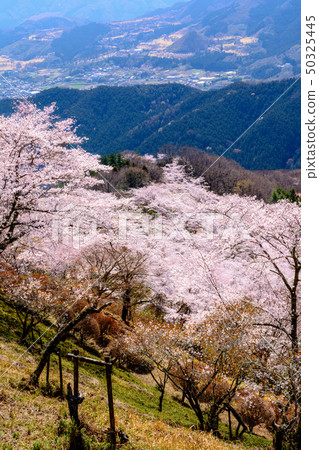 100 famous places of cherry blossoms-Sakurayama Park (Fujioka City, Gunma Prefecture) 50325445
