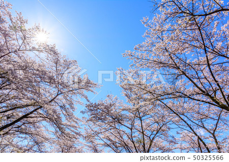 100 famous places of cherry blossoms-Sakurayama Park (Fujioka City, Gunma Prefecture) 100 famous places of cherry blossoms-Sakurayama Park (Fujioka City, Gunma Prefecture) 50325566