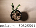 多汁植物 50325591