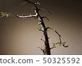 Dekari 50325592