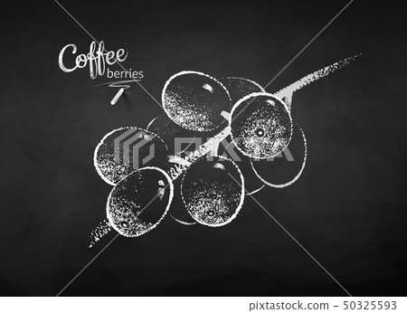 Chalk drawn vector sketch of coffee branch with berries Chalk drawn vector sketch of coffee branch with berries 50325593