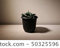 一隻蜘蛛 50325596