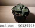 Chitanota 50325598