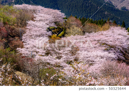 100 famous places of cherry blossoms-Sakurayama Park (Fujioka City, Gunma Prefecture) 100 famous places of cherry blossoms-Sakurayama Park (Fujioka City, Gunma Prefecture) 50325644