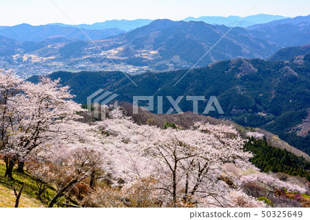 100 famous places of cherry blossoms-Sakurayama Park (Fujioka City, Gunma Prefecture) 50325649