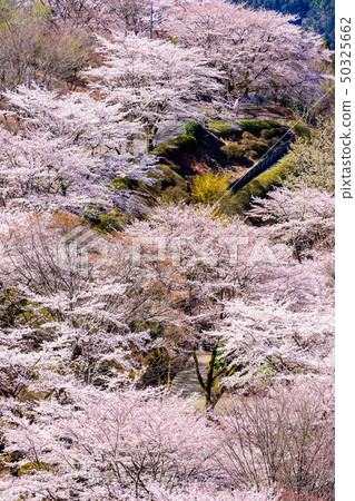 100 famous places of cherry blossoms-Sakurayama Park (Fujioka City, Gunma Prefecture) 50325662