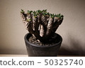 Gilau Miniana 50325740