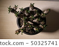 Gilau Miniana 50325741