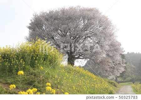 Wild mountain cherry tree in Baba Wild mountain cherry tree in Baba 50325783