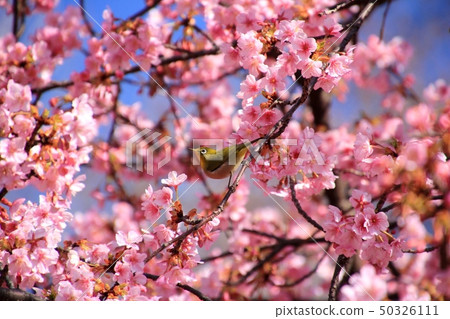 Kawazu cherry tree and mezzo Kawazu cherry tree and mezzo 50326111
