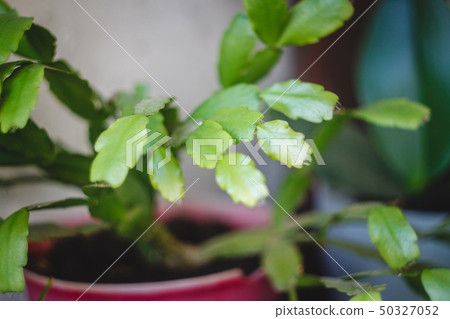 Zigokaktus, rozhdestvennik young sprouts in a pot, Zigokaktus, rozhdestvennik young sprouts in a pot, 50327052