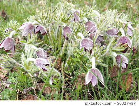 Wild moss Wild moss 50327487