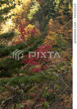 Shirakawago秋葉 50328129
