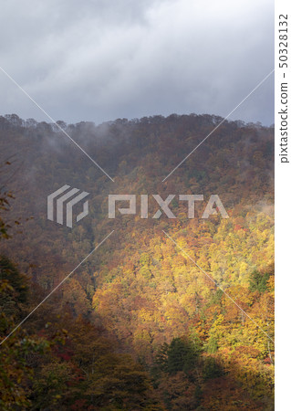Shirakawago Shining autumn leaves Shirakawago Shining autumn leaves 50328132