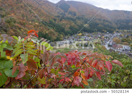 Shirakawago秋葉 Shirakawago秋葉 50328134