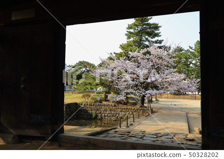 Kame城堡公園(土浦城)的櫻花 Kame城堡公園(土浦城)的櫻花 50328202