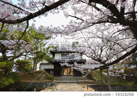 Cherry blossoms of Kame Castle Park (Tsuchiura Castle) Cherry blossoms of Kame Castle Park (Tsuchiura Castle) 50328208